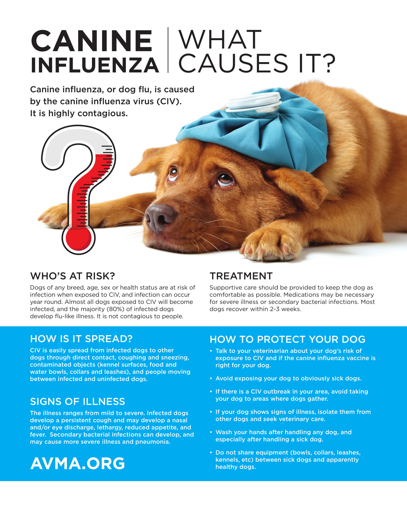 Canine Flu Outbreak in Ontario Herongate Animal Hospital