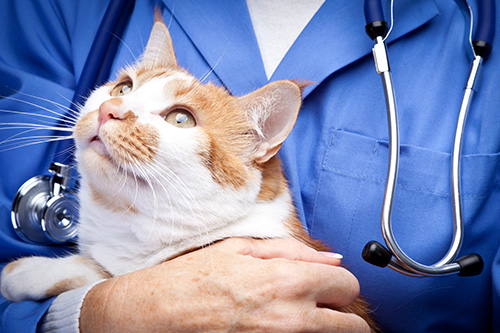 image for Say “Thank You!” During National Veterinary Technicians Week (Oct 17-23)